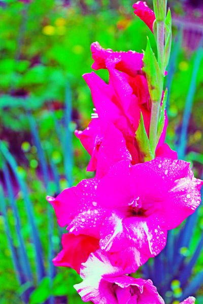 GLADIOLUS by M.A. Ziehr