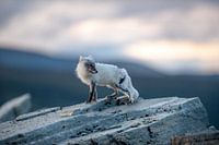 Renard arctique