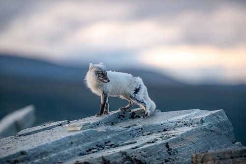 Polarfuchs