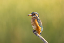 Martin-pêcheur, Alcedo atthis