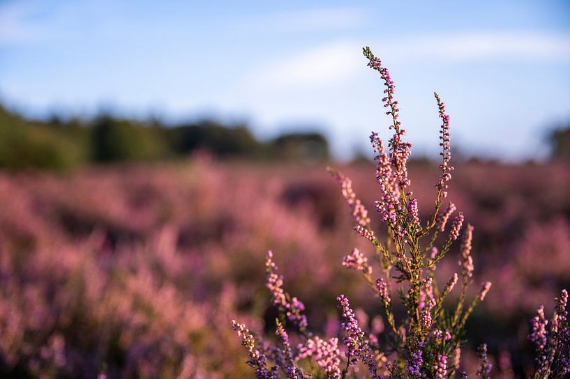 Heather in bloom by MdeJong Fotografie