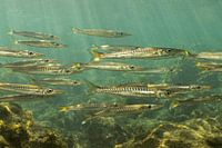 School of baby barracuda canary islands