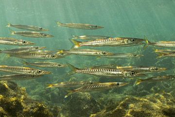 School of baby barracuda canary islands by Arthur de Bruin