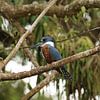 Kingfisher Cano Negro Costa Rica van Ralph van Leuveren