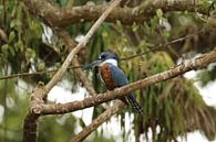 Eisvogel Cano Negro Costa Rica von Ralph van Leuveren Miniaturansicht