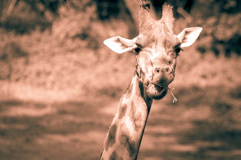 kiekeboe by Bart Berendsen