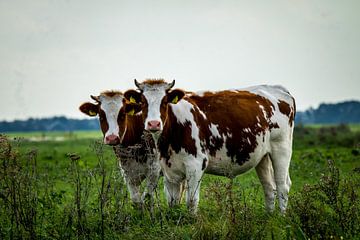 Koeien van Gertjan Hesselink
