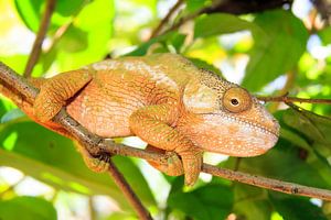 Calumma parsonii