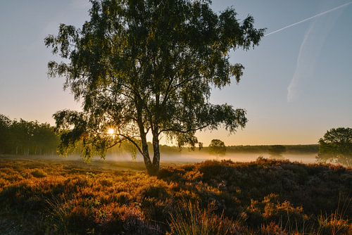 Sonnenaufgang auf der Veluwe