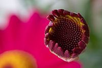 Vue macro d'une fleur