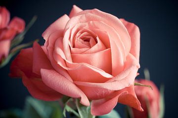 Roze roos genaamt infinity roos op zacht donkerblauw achtergrond van Jolanda Aalbers