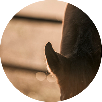 Paard In het Gouden Licht Detail van een in de Ochtendzon van Femke Ketelaar