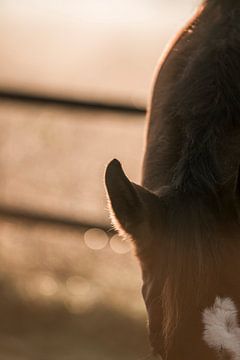 Paard In het Gouden Licht Detail van een in de Ochtendzon van Femke Ketelaar