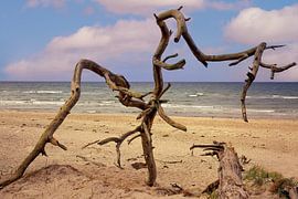 Baumgewächs an der Ostsee III von Patrick Lohmüller