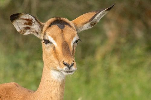 Impala aan het dagdromen, Kruger national park, zuid afrika