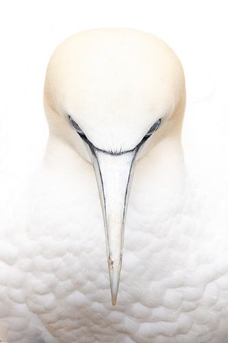 Augenkontakt: Jan van Gent Gefangen auf Helgoland