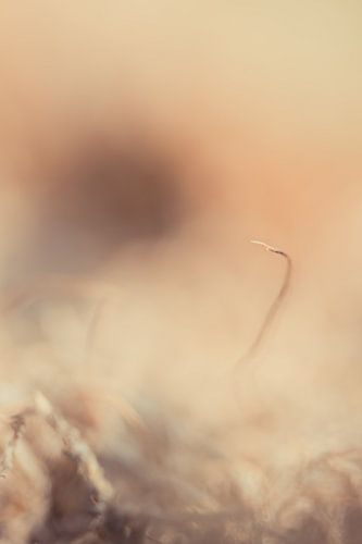 Mos plantje, alleen in een sprookjesachtig tafereel.