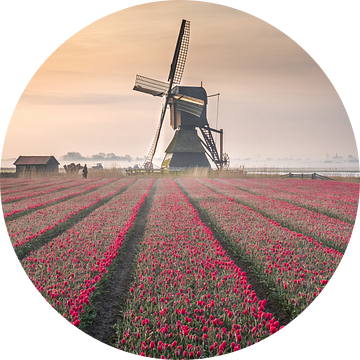 Hollands tulpenlandschap van Sidney van den Boogaard