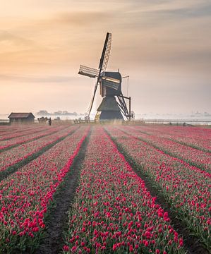 Paysage de tulipes néerlandais sur Sidney van den Boogaard