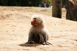 aap op de grond by Thamara Janssen