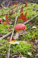 Autumn mushroom