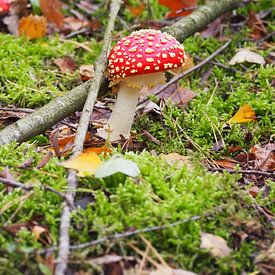Herfst paddenstoel van Peter Hullegien