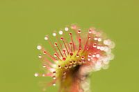 sundew (drosera) - Small deadly pearls