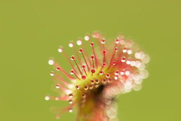 zonnedauw (drosera) - kleine dodelijke parels van jordan blaauw