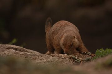 Prairiehondje in Blijdorp