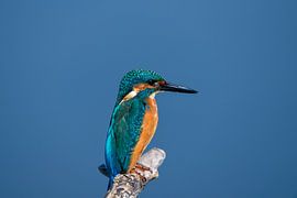 kingfisher by Ed Klungers