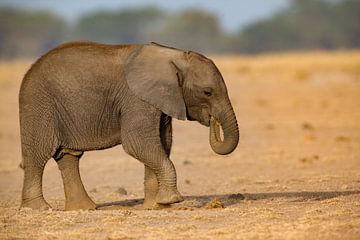 foeragerende olifant van Peter Michel