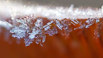 IJskristallen op  paddestoel