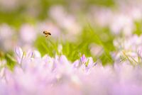 Lente!