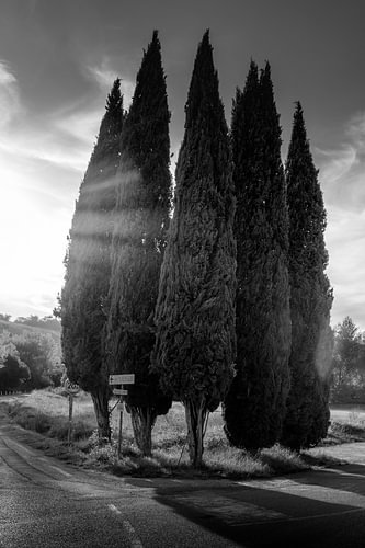 Five cypress trees backlit