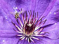 Wesp op een Clematis