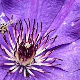 Wesp op een Clematis von Jose Cr