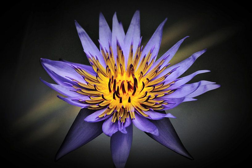 Le feu du nénuphar par NaturWerke
