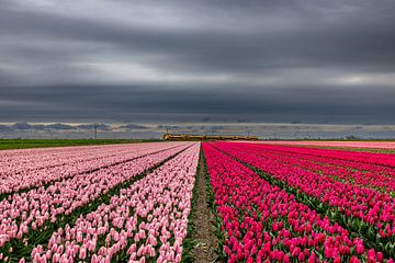 Train in tulip field by peterheinspictures