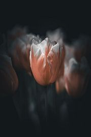 Tulip by Nikita Sukhinin