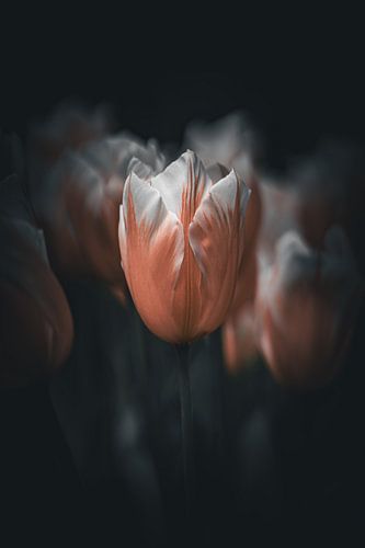 Tulipe