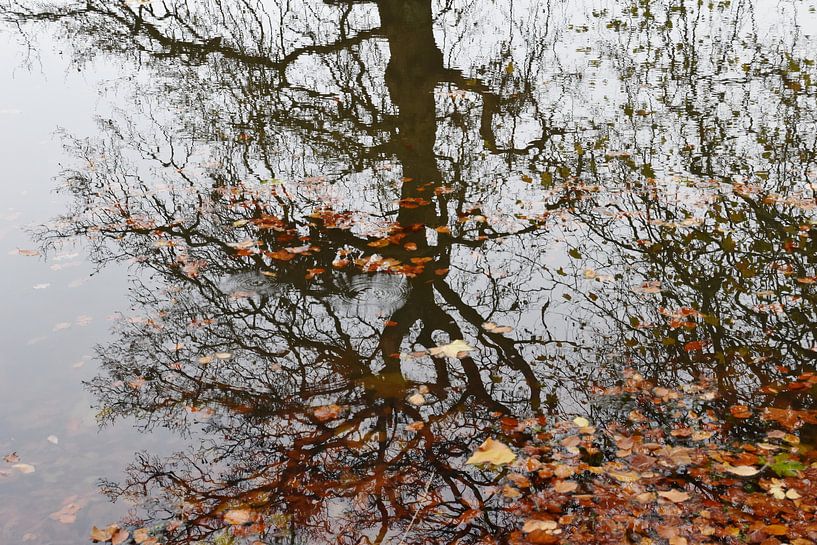 Boom weerspiegelt in water van Susan Dekker