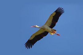 White Stork (Ciconia ciconia) by Dirk Rüter