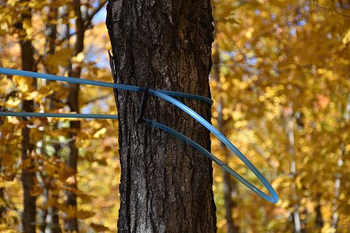 Een suikerstruik in de herfst