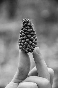Dennenappel – Een moment uit het bos
