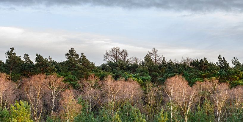 Birch and pine tree canopy by Sjoerd van der Wal Photography