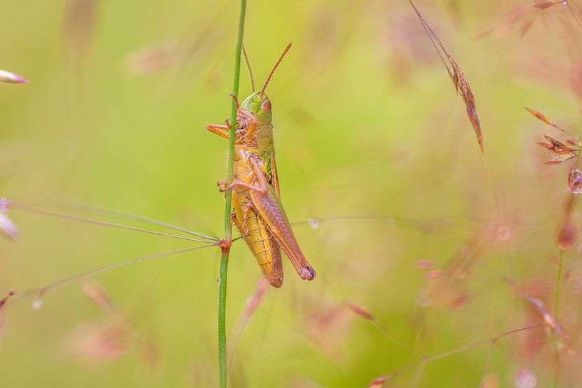 Sprinkhaan van Samantha Rorijs