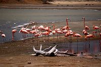 Flamingo party