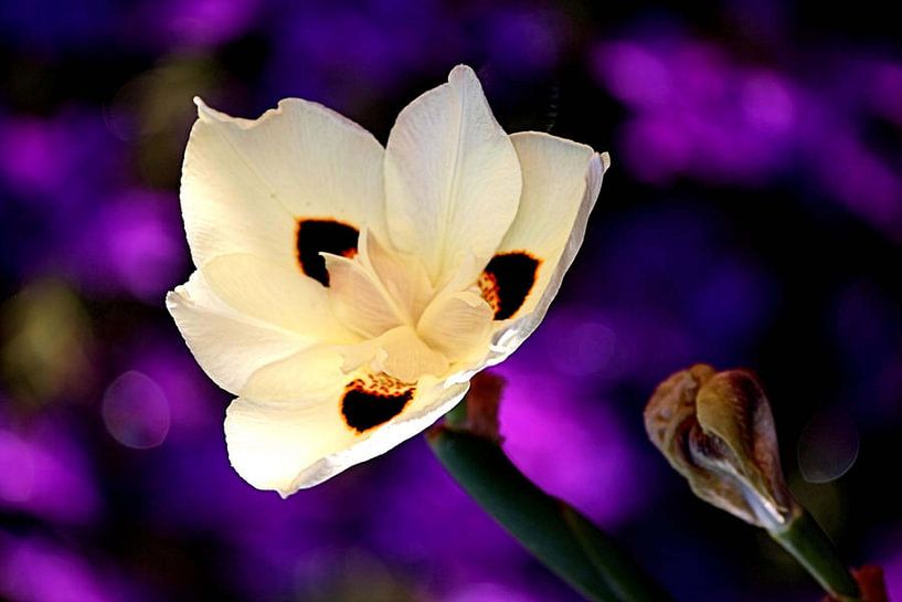 Dazzling Bloom by erikaktus gurun