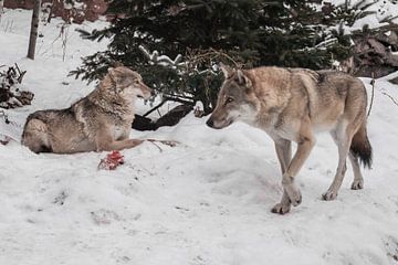 Een vrouwelijke wolf op een achtergrond van sneeuw, kijkt verdacht en knaagt aan vlees, een roofdier van Michael Semenov