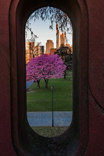 Frankfurt am Main, in de lente met amandelboom en bloesems